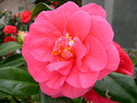 vignette Camellia 'Raspberry Ripple', japonica