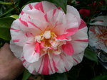 vignette Camellia 'Raspberry Ripple', japonica