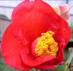 vignette Camellia 'Red Crystal', hybride