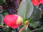 vignette Camellia 'Red Crystal', hybride