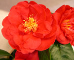 vignette Camellia 'Red Ensign', japonica