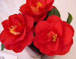vignette Camellia 'Rhonda Elisabeth', pitardii
