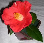 vignette Camellia 'Tsuki-no-wa' = 'Robert Lasson', japonica