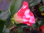 vignette Camellia 'Robert Lasson' = 'Tsuki-no-wa', japonica