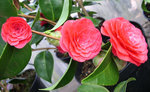 vignette Camellia 'Roger Hall', japonica