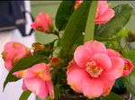 vignette Camellia 'Rosabelle', hybride
