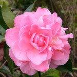 vignette Camellia 'Rose Bouquet', hybride