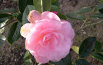 vignette Camellia 'Rose Bouquet', hybride