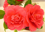 vignette Camellia 'Rose Parade', x williamsii