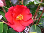 vignette Camellia 'Royal Velvet', japonica