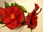 vignette Camellia 'Royal Velvet', japonica