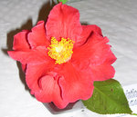 vignette Camellia 'Royalty', reticulata