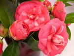vignette Camellia 'Rubens', japonica