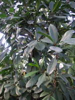 vignette Ficus cyathistipula