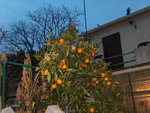 vignette Oranger valencia late
