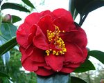 vignette Camélia ' BOB HOPE ' camellia japonica