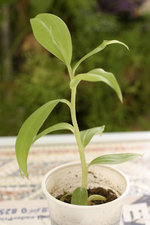 vignette Costus guanaiensis