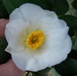 vignette Camellia japonica 'Mme Lourmand'
