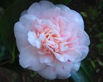 vignette Camélia ' STRAWBERRY BLONDE ' camellia japonica