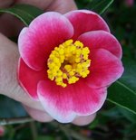 vignette Camellia japonica 'Tama-no-ura' (Japon 1975)