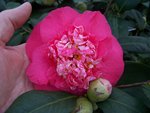 vignette Camellia japonica 'R. L. Wheeller'