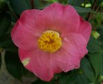 vignette Camellia japonica 'Paul Plantiveau'