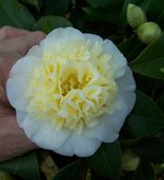 vignette Camellia x williamsii 'Jury's Yellow'