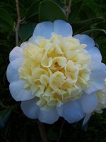 vignette Camellia japonica 'Brushfields Yellow'