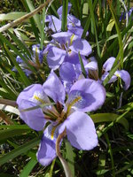 vignette Iris unguicularis (Iris d'Alger)