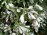 vignette fleuri noel, Euphorbia leucocephala