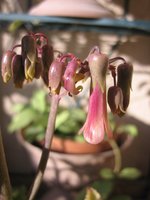 vignette Kalanchoe daigremontiana