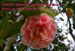 vignette Camellia 'Duchesse Decazes', japonica