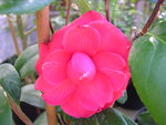 vignette Camellia 'Rosa Baroveira Nella',
