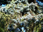 vignette Picea pungens Glauca (picea bleu du Colorado)