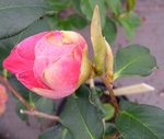 vignette Camellia 'S. P. Dunn', reticulata