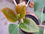 vignette Camellia 'S. P. Dunn', reticulata
