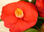 vignette Camellia 'Saint Philibert', japonica