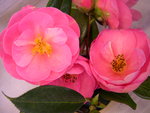 vignette Camellia 'Sayonara', x williamsii