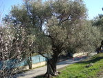 vignette olivier de l'allée du lotissement
