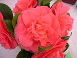 vignette Camellia 'Scentsation', japonica