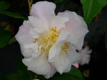 vignette Camellia 'Scentuous', hybride
