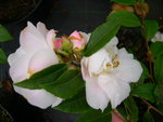 vignette Camellia 'Scentuous', hybride