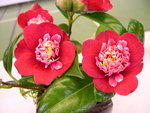 vignette Camellia 'Shikibu', japonica