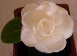 vignette Camellia 'Shiragiku', japonica