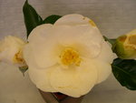 vignette Camellia 'Silver Chalice', japonica