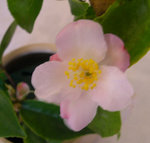 vignette Camellia 'Snow Drop', hybride