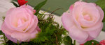 vignette Camellia 'Softly', hybride