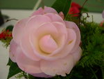 vignette Camellia 'Softly', hybride