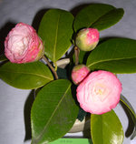 vignette Camellia 'Something Beautiful', japonica