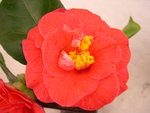 vignette Camellia 'Splendens Carlyon', japonica